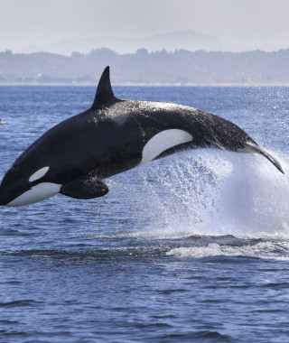 Reisebild - Kanada Reise: Orca