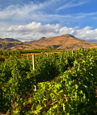 Reisebild - Georgien Armenien Reise - Weinberg Areni
