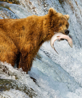 Reisebild - Alaska Reise: Grizzlybär