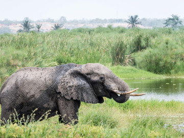 Elefant im Kissama Nationalpark