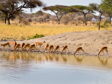 Afrika Reise Safari