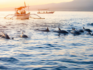 Indonesien Reise: Lovina Strand - Delfinbeobachtung auf Bali