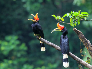 Indonesien Reise Sumatra: Nashornvogel