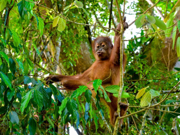 Indonesien Reise - Insel Sumatra: Orang-Utan