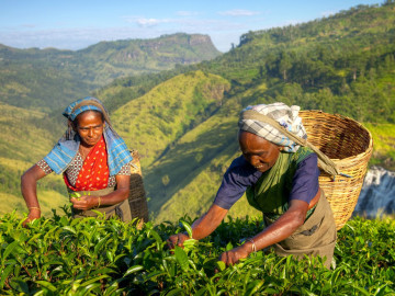 Reise Sri Lanka: Teeplantage