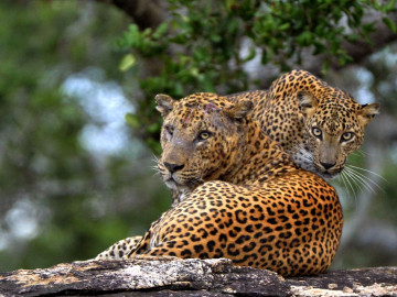 Sri Lanka Reise: Leoparden im Yala Nationalpark