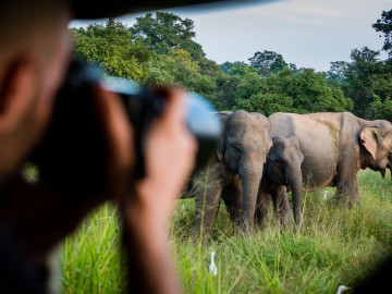 Sri Lanka Reise: Elefanten im Yala Nationalpark