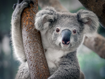 Australien Reise - Koala Bär