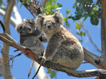 Australien Reise - Koalabären 
