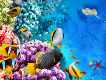 Reise Australien Busreise Great Barrier Reef