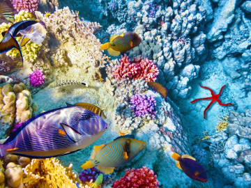 Reise Australien Urlaub Great Barrier Reef