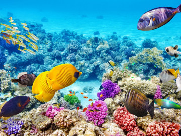 Australien Neuseeland Reise - Great Barrier Reef