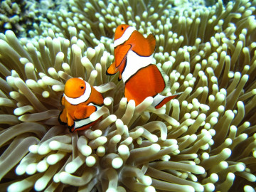 Australien Reise Rundreise Great Barrier Reef