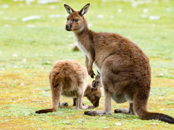 Australien Reise - Kängurus
