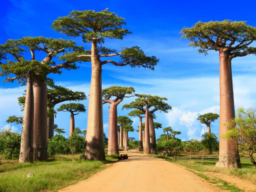 Baobab Straße in Madagaskar