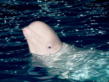 Kanada Reise: Beluga Wal in Churchill