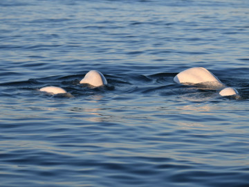 Kanada Reise: Beluga Wal in Churchill