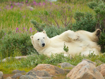 Kanada Reise: Eisbären in Churchill