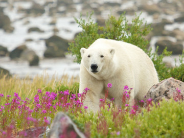 Kanada Reise: Eisbären in Churchill