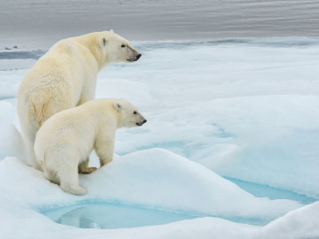 Kanada Arktis: Polarbären