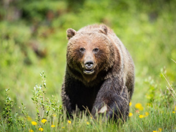 Kanada Reise: Grizzly Bär