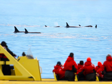 Kanada Reise: Vancouver Island Walebeobachtung