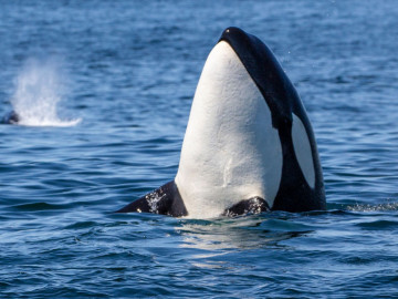 Kanada Reise: Walbeobachtung von Orcas in Victoria