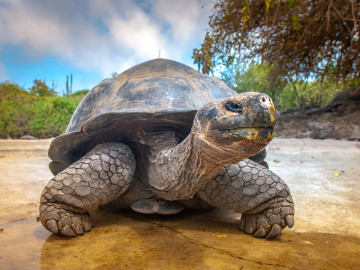 Galapagos Inseln - Riesenschildkröte