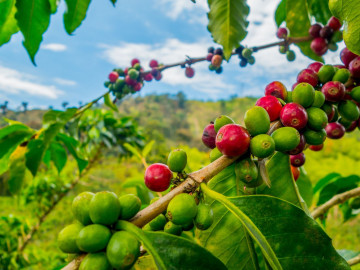 Kolumbien Reise Besuch einer Kaffee Finca