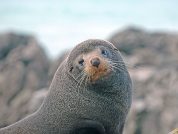 Australien Neuseeland Reise - Seelöwe