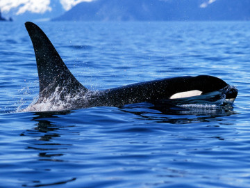 Alaska Reise Wale