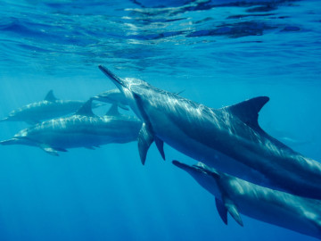 Hawaii Reise Delfine