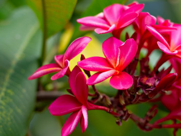 Reise Hawaii Blumen