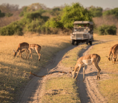 Foto 4 Safari