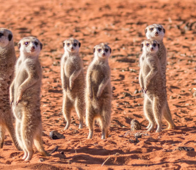 Erdmännchen- Familie Foto 3 Erdmännchen- Familie