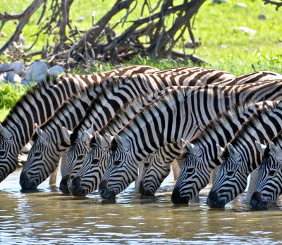 Foto 2 Südafrika Zebras Fluss