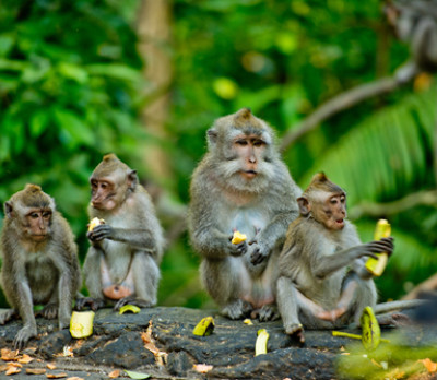 Foto 3 Indonesien Reise: Affen in Ubud - Bali