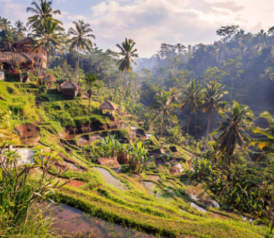 Foto 2 Indonesien Reise: Reisterrassen in Ubud