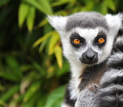 Lemur Foto 3 Lemur