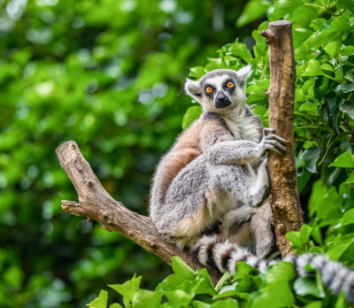 Lemur Foto 4 Lemur