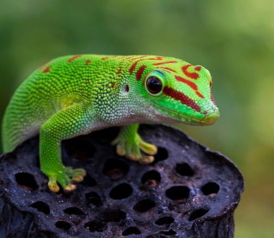 Gecko Foto 4 Gecko