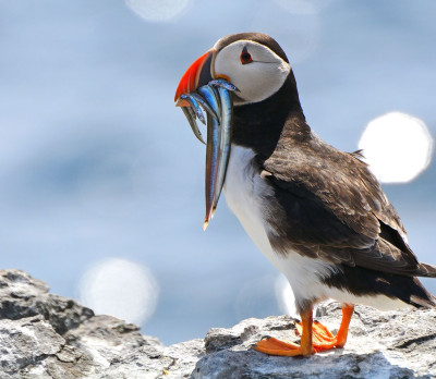 Kanada Reise Puffin Foto 3 Kanada Reise Puffin