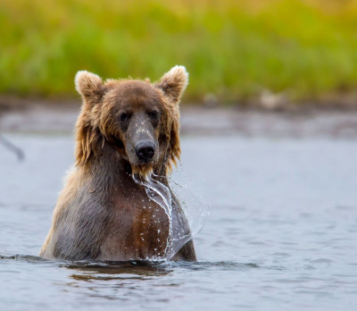 Grizzlybär Kanada Reise Grenzöffnung Foto 3 für Grizzlybär Kanada Reise Grenzöffnung