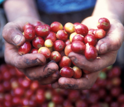 Guatemala Reise: Kaffee Foto 3 Guatemala Reise: Kaffee