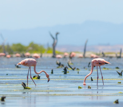 Venezuela Reise: Flamingos Foto 3 Venezuela Reise: Flamingos