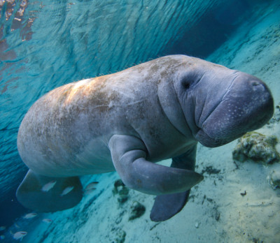 Foto 1 Florida Reise - Manatee