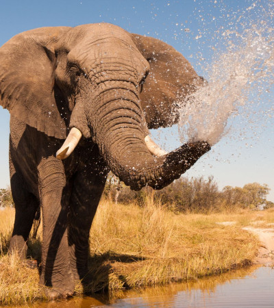 Foto 3 Elefant