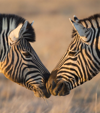 Foto 1 Reise Nambia Zebras