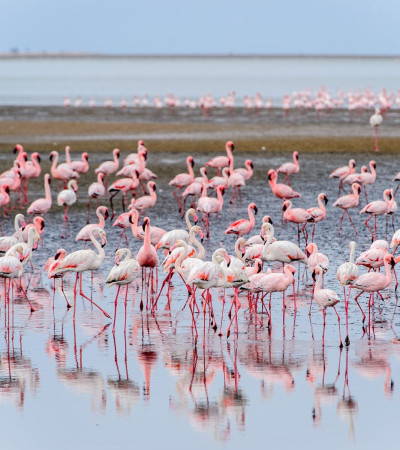 Foto 4 Flamingos