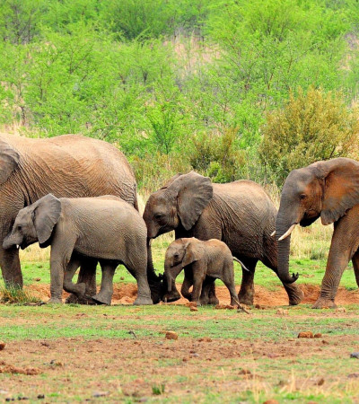 Foto 1 Addo Elephant National Park